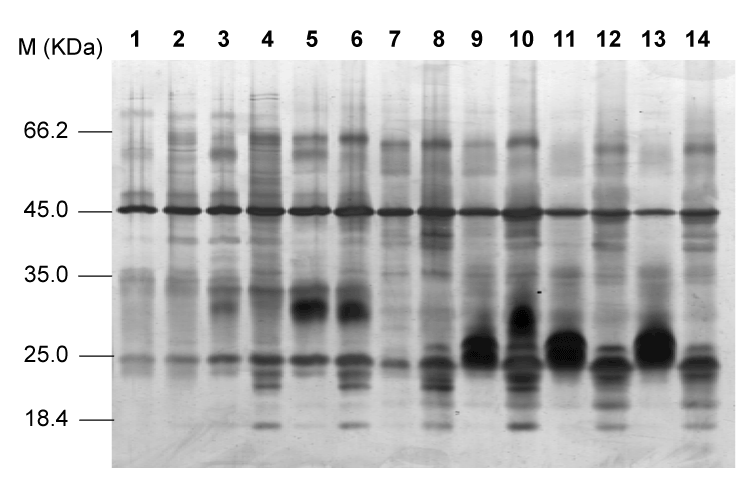 Sds+page+gel+storage