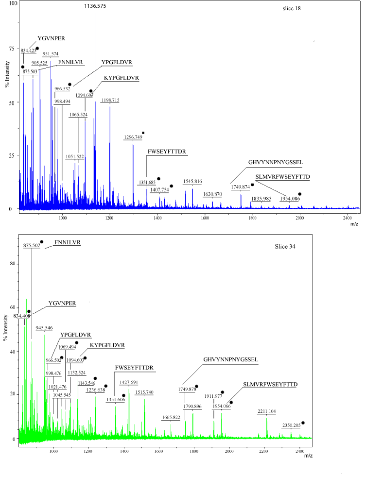 Principle+of+sds+page+gel+electrophoresis