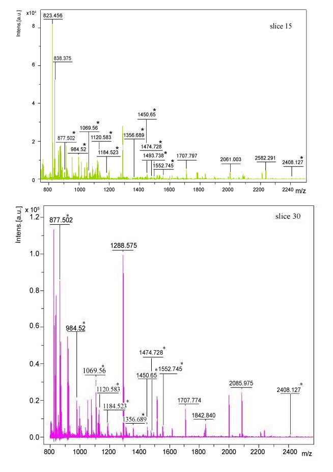 Principle+of+sds+page+gel+electrophoresis