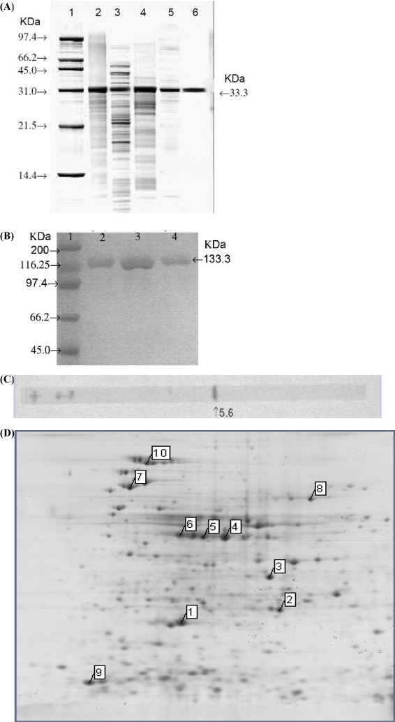 Sds+page+gel+staining