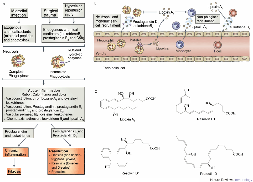 Acute Inflammatory Process