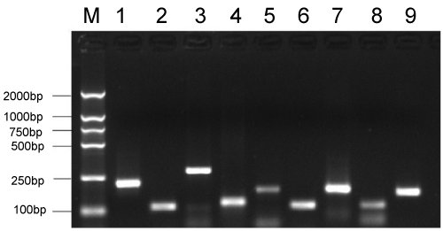 gel electrophoresis diagram