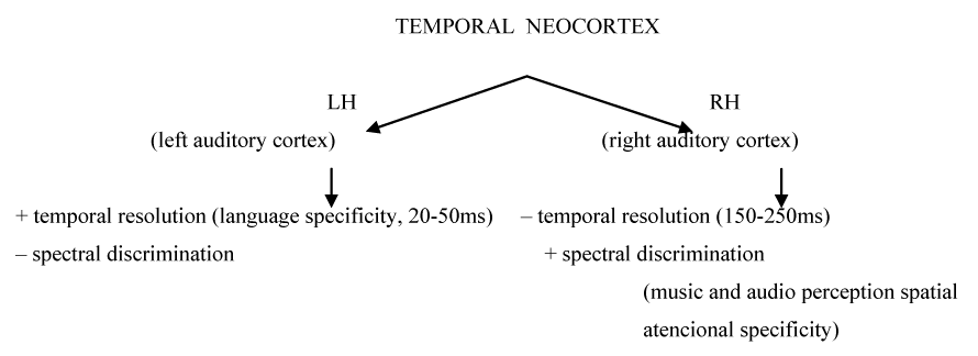 Temporal Neocortex