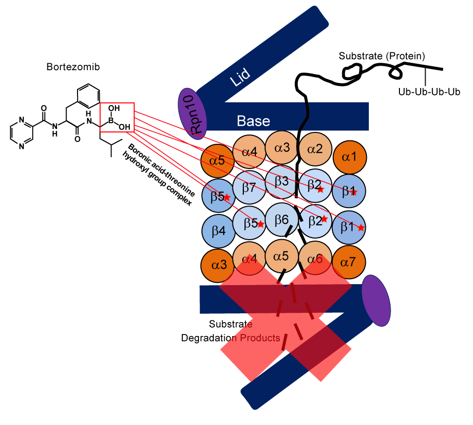 Threonine Protease Example