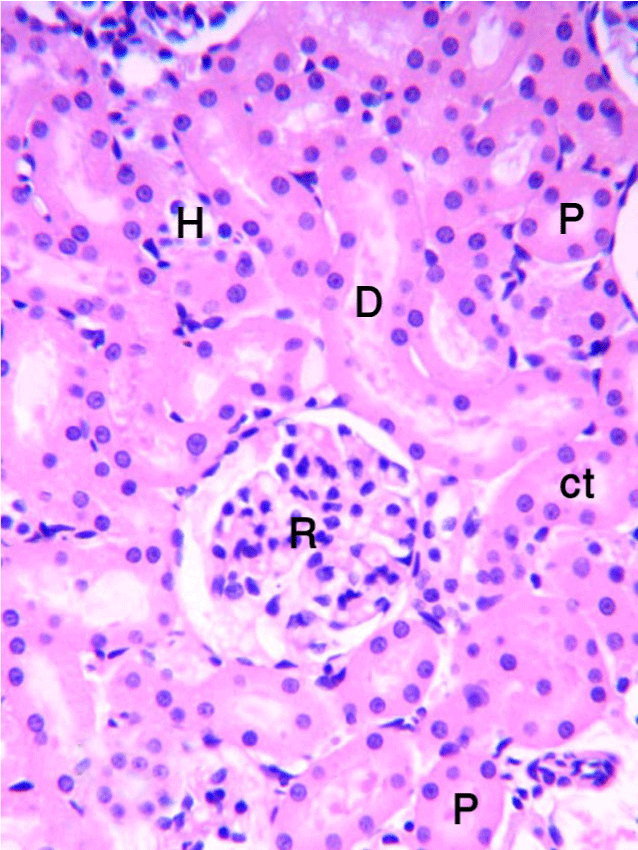 Proximal Convoluted Tubule. proximal convoluted tubule