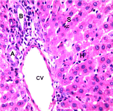 Hepatic Cords