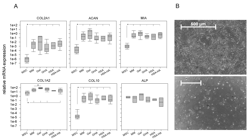 micromass culture