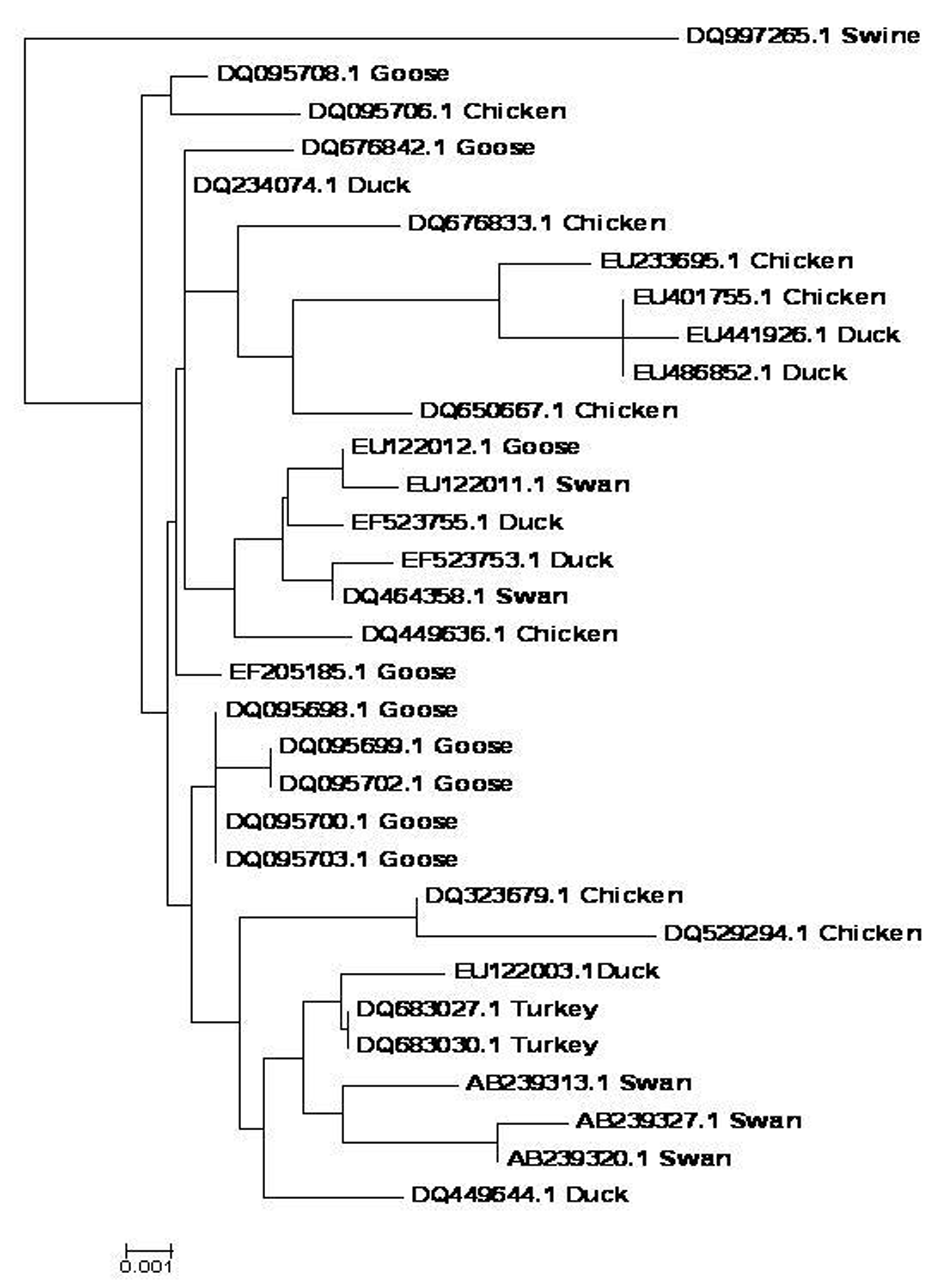 avian phylogenetic tree