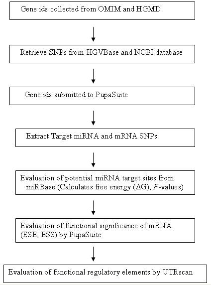 Intracellular Receptors Flowchart