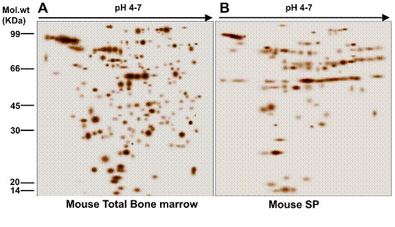 Sds+page+gel+voltage