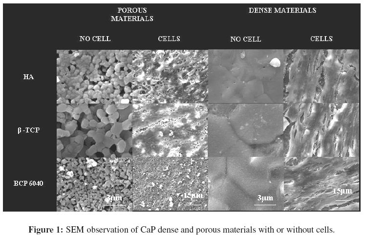 Bioceramics Development Applications Porous Materials