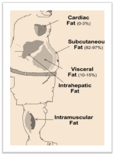 Bodyfat Distribution Patterns | JohnBarban.com