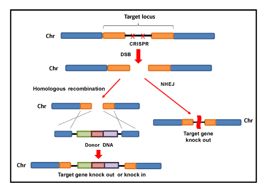 repaired by Homologous Recombination