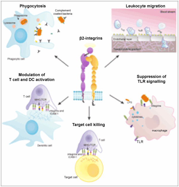 The Immune System