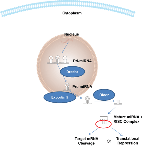 biogenesis