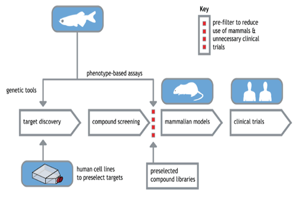 Zebrafish as tools for drug discovery