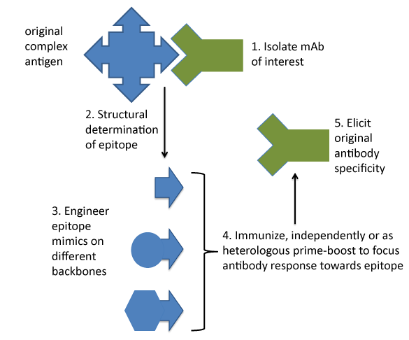 The structure-based vaccine antigen design strategy.