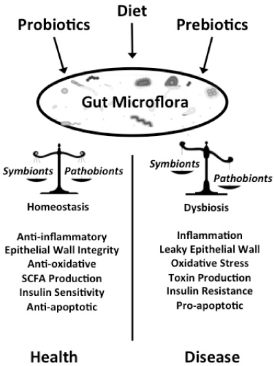 The gut flora has a blanket effect on several