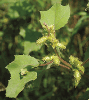 Xanthium