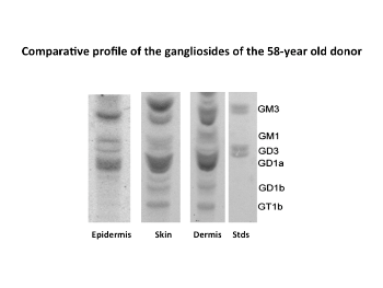 gangliosides