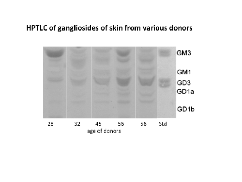 gangliosides