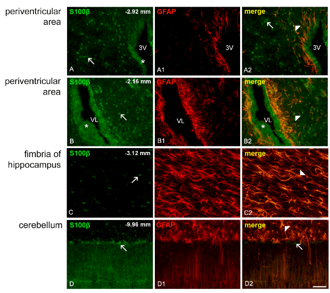 Photomicrographs