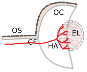 intraocular