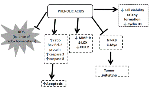 phenolic