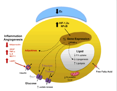 hypoxia