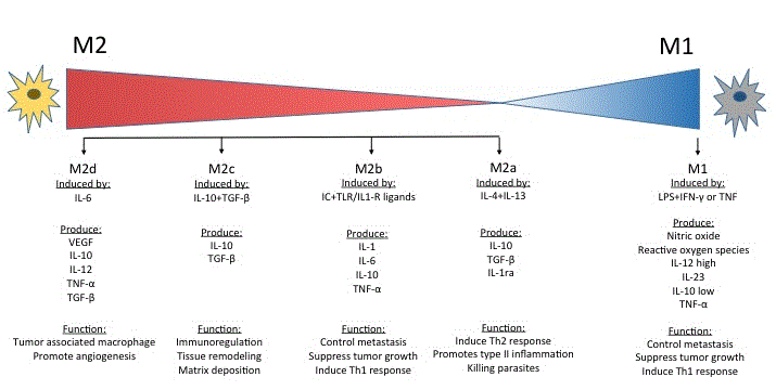 polarization