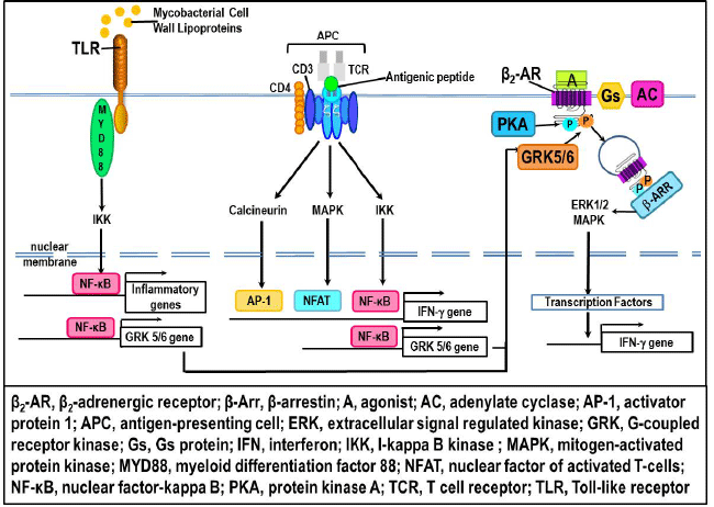 mycobacterial