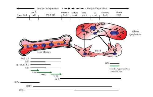 Human B Cell Development