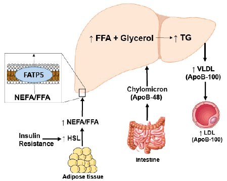 Schematic representation demonstrating