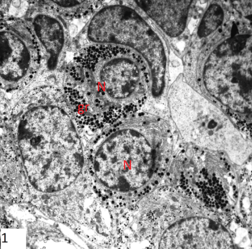 photomicrograph