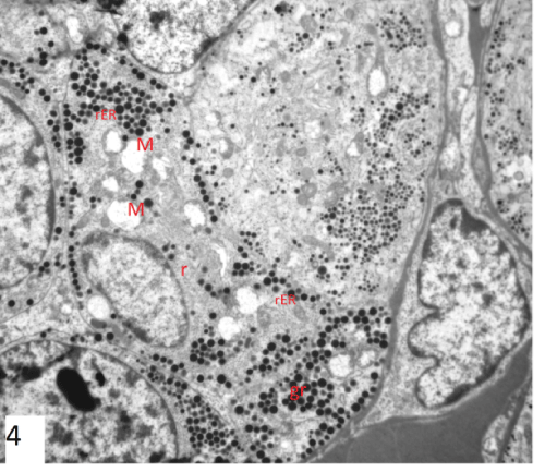 photomicrograph