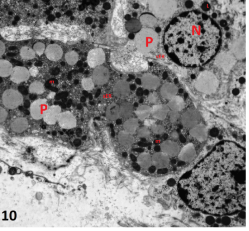 photomicrograph