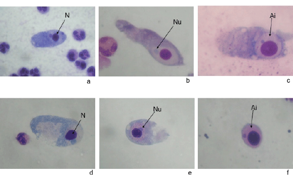 Ciliocytophthoria