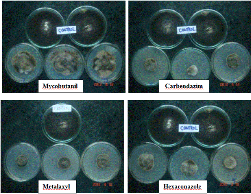 fungicides