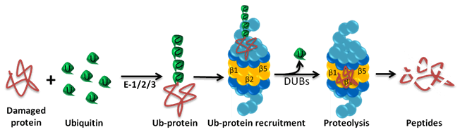 ubiquitination