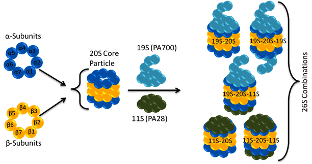 proteasome