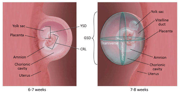 Depiction Of The Anatomic Landmarks