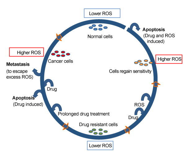 Normal Cells Have Lower Ros Content 0452