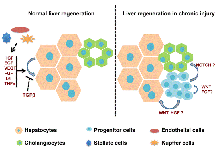 Progenitor Cells In Liver Development Regeneration And Repair OMICS International