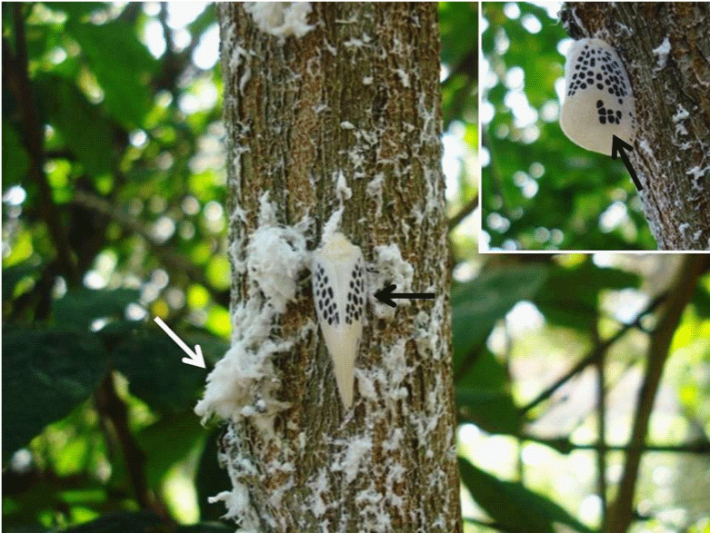 Nymphs And Adults Of Poekilloptera Phalaenoides