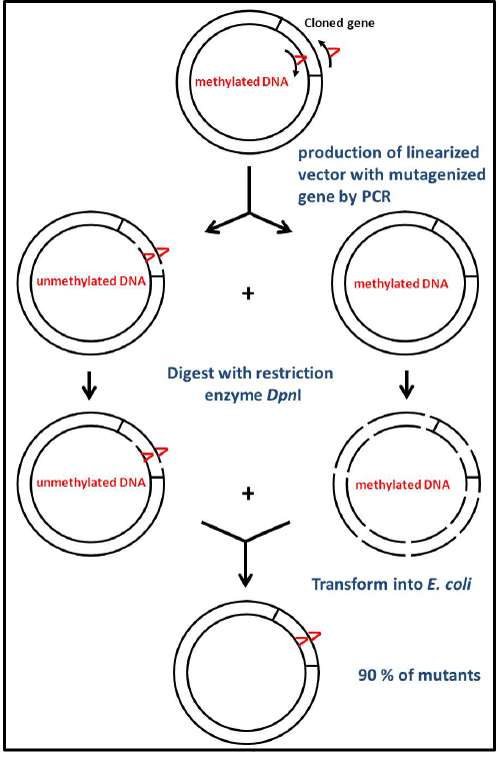 mutagenesis