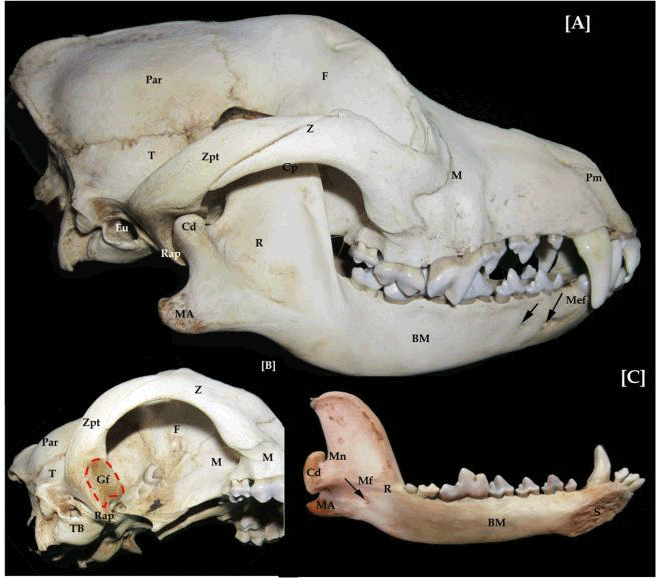 A Comparative Study of the Dentition and Temporomandibular Joint