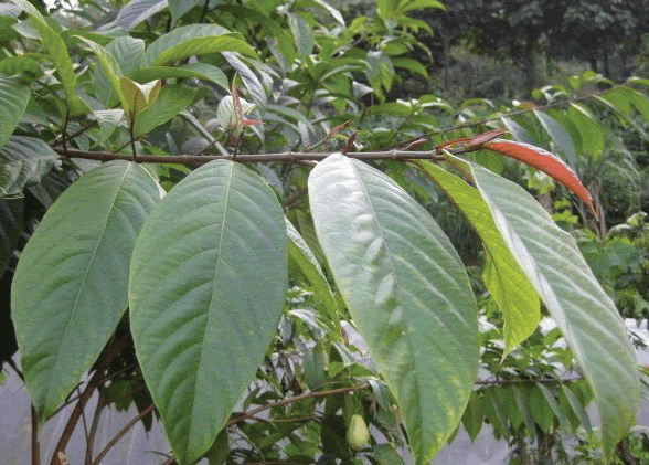 Ficus cunia