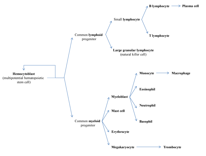 multipotential-hematopoietic