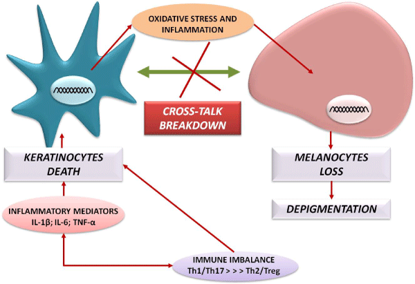 Keratinocytes