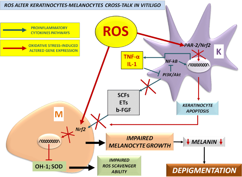 Keratinocytes